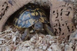 tortoise enrichment