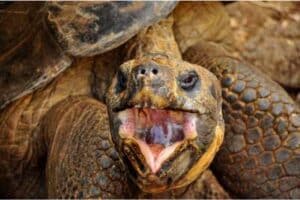 tortoise mouth rot