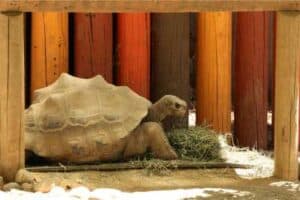 tortoise supplies