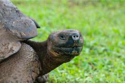 unhealthy tortoise poop