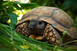 when do tortoises hibernate