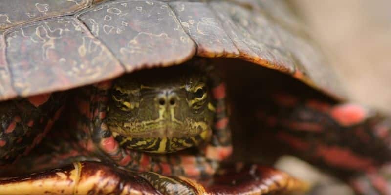 BoxTurtle And Tortoise Difference