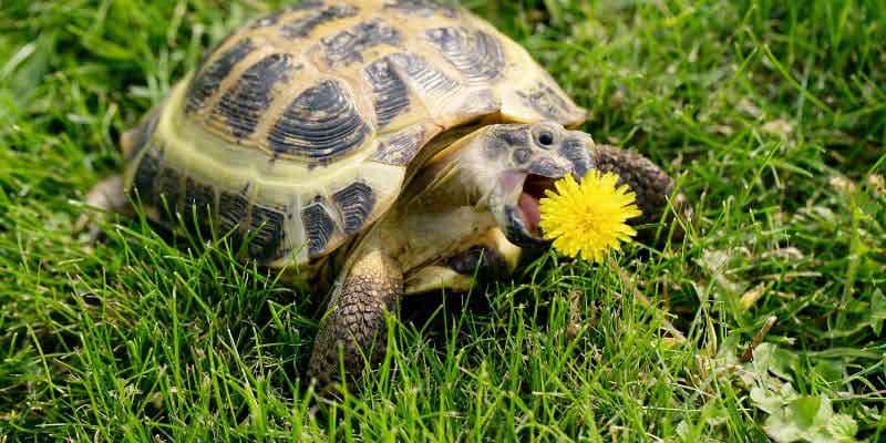 Hermanns Tortoise Eating Dandilion