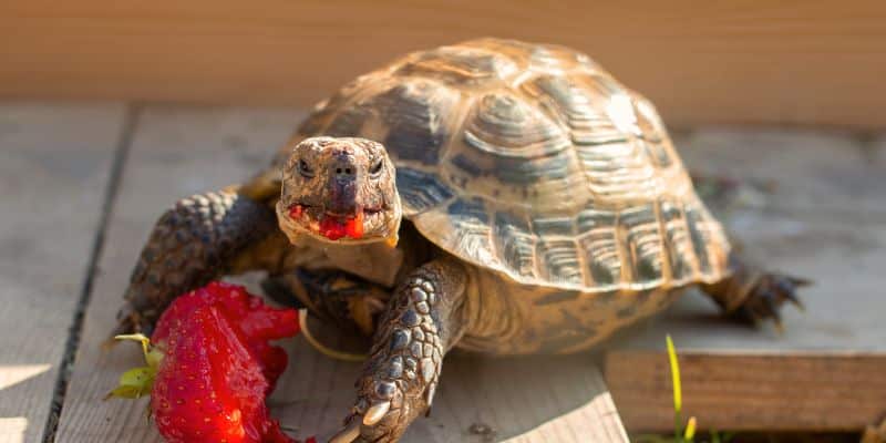 Russian Tortoise Eating Strawberry