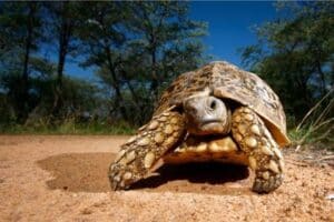 How Fast Can a Tortoise Run