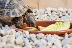 Russian Tortoise Food