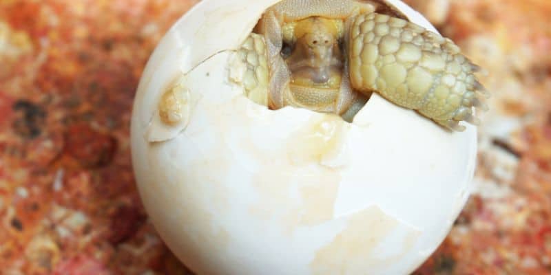 Sulcata hatching