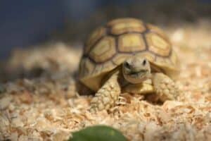 Tortoise Substrate Requirements