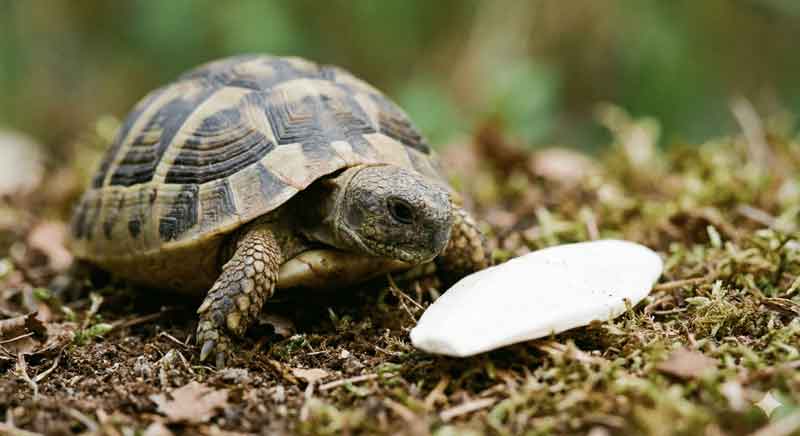 9 Best Tortoise Toys and Enrichment Ideas to Keep Your Pet Happy 1 Best tortoise toys and enrichment activities for your pet. From natural items to fun activities, learn how to keep your tortoise mentally stimulated.