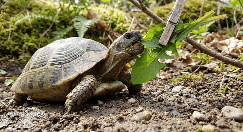 9 Best Tortoise Toys and Enrichment Ideas to Keep Your Pet Happy 3 Best tortoise toys and enrichment activities for your pet. From natural items to fun activities, learn how to keep your tortoise mentally stimulated.