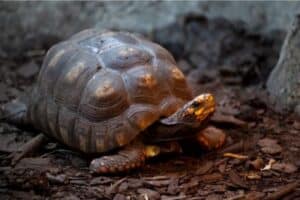 Tortoise heat lamp set-up