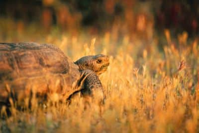 UVB Light for Tortoises: Set-Up and Requirements