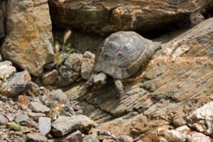 Hermann's Tortoise Substrate