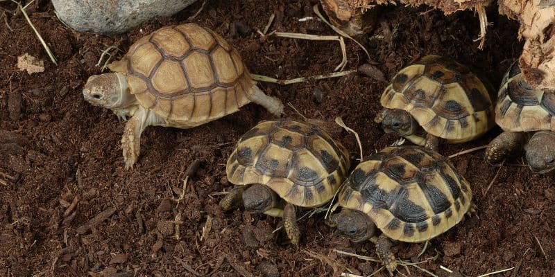 Hermann's Tortoise Substrate and Enclosure Enrichment