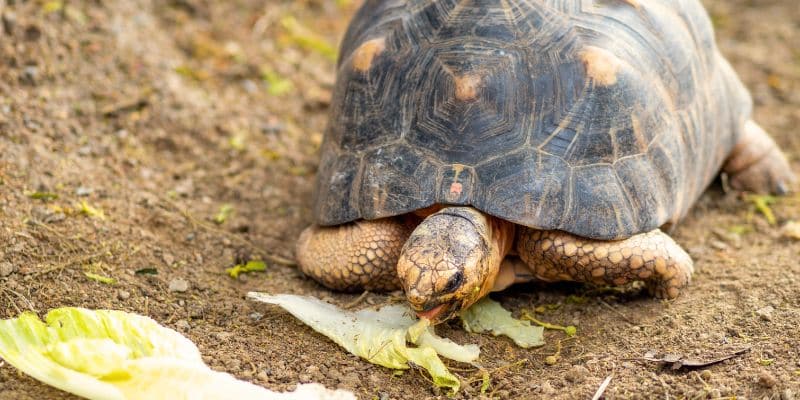 red-footed tortoise eating