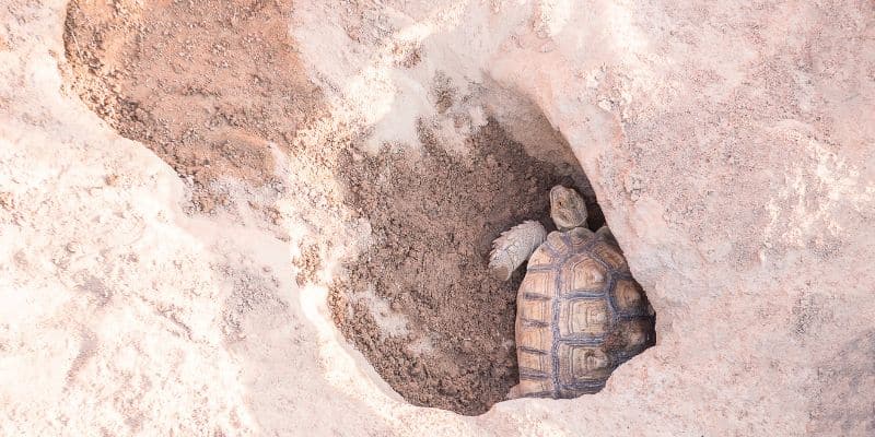 female tortoise laying eggs