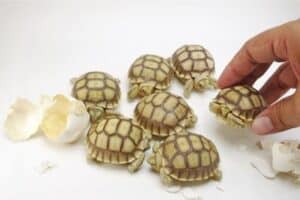 how many eggs do tortoises lay