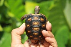 red-footed tortoise lifespan