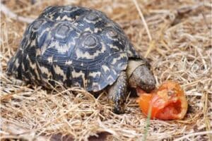 tortoise bedding