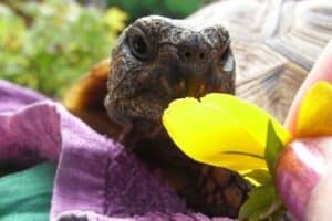 tortoise not eating