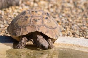 tortoise water dish