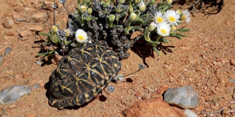 African Tent Tortoise