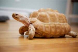 Albino Tortoise