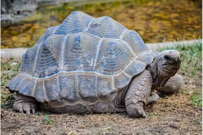 Aldabra Tortoise