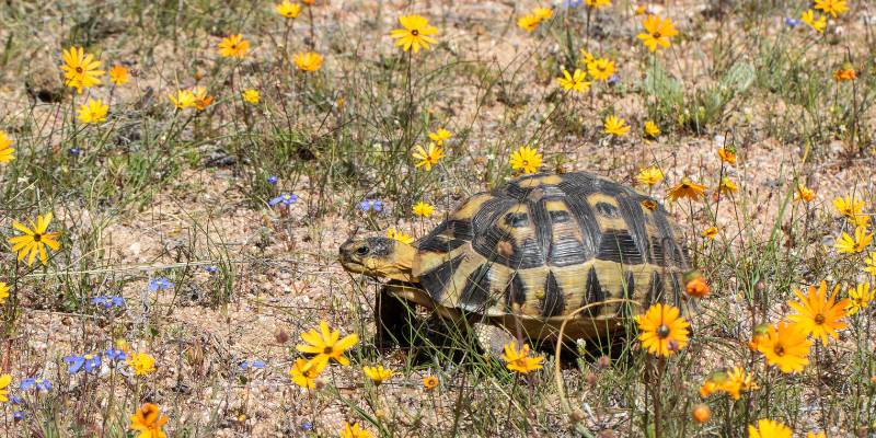 Angulated Tortoise (Chersina angulata) 