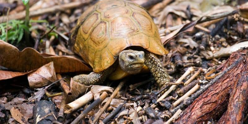 Bell’s Hinge-Back Tortoise (Kinixys belliana)