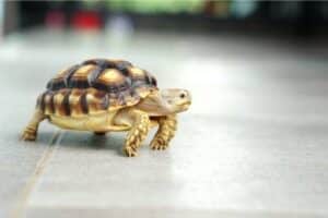 Do Tortoises Carry Salmonella