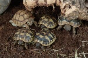 Dwarf Tortoise