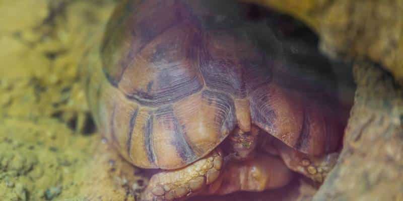 Egyptian Tortoise (Testudo kleinmanni)