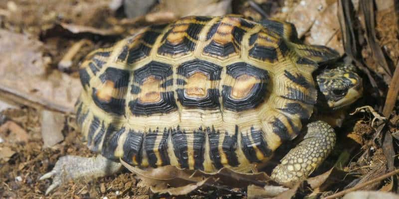 Flat-Backed Spider Tortoise (Pyxis planicauda)