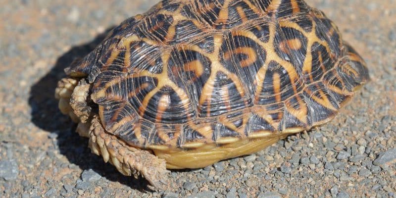 Geometric Tortoise