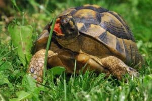 Golden Greek Tortoise