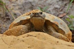 Gopher Tortoise Habitat