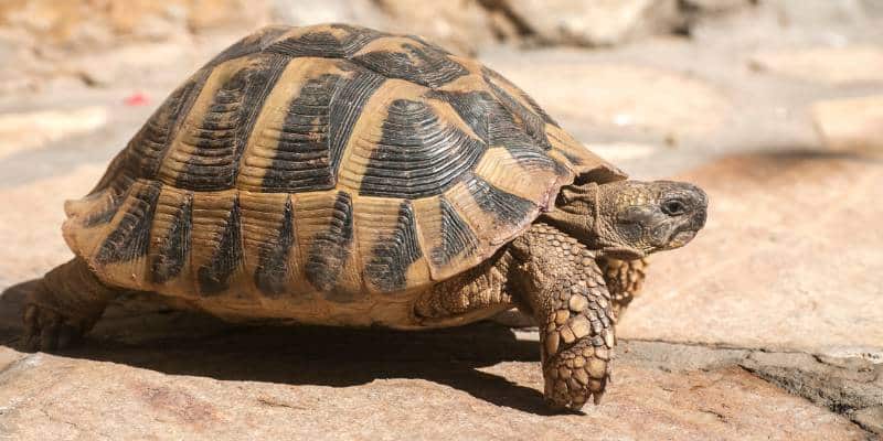 Hermann’s Tortoise (Testudo hermanni)