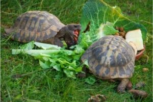 Hermann's Tortoise vs Russian Tortoise