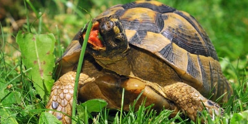 Ibera Greek Tortoise Captive Diet