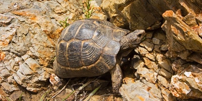 Ibera Greek Tortoise Habitat and Natural Environment