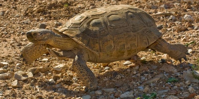 Mojave desert tortoise Natural Habitat Range