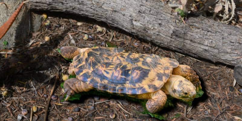 Pancake Tortoise 