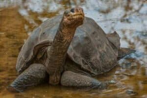 Pinta Island Tortoise