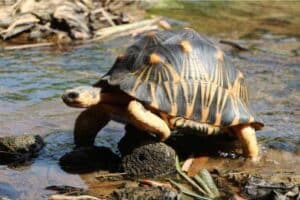 Radiated Tortoise