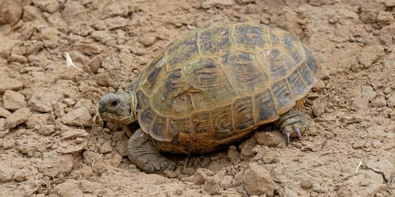 Russian Tortoise (Testudo horsfieldii)