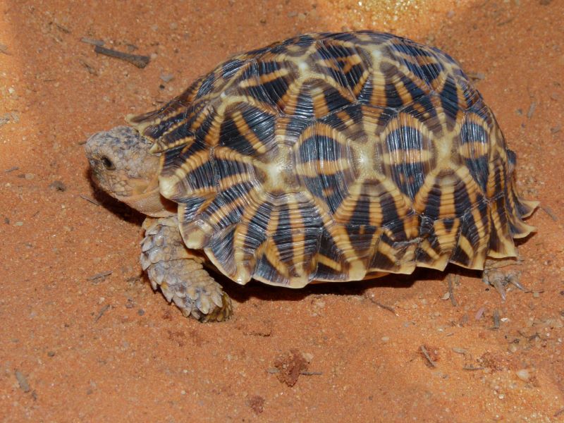 Serrated Tent Tortoise