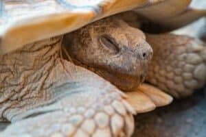 Sonoran desert tortoise