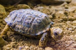 Speckled Padloper Tortoise