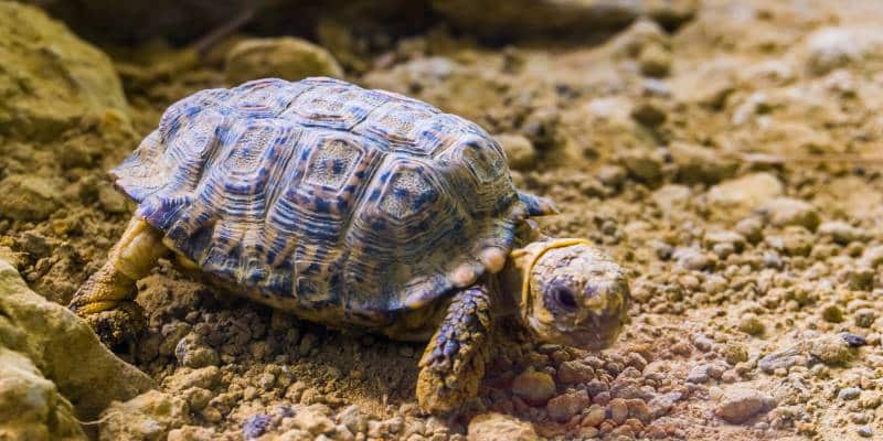 Speckled Padloper Tortoise